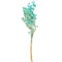 kohteita Kuivattu hopealehti Lunaria vaaleansininen 65-70cm 20g