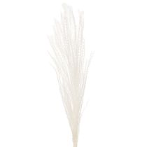 kohteita Kuivattuja kukkia, hopearuohoa. Elegantti luonnonmukainen sisustuselementti kotiin ja toimistoon. 70 cm, 10 kpl.