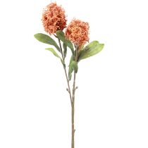 kohteita Skimmie Skimmia Japonica tekokukat Oranssi DryLook L59cm