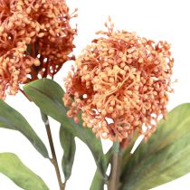 kohteita Skimmie Skimmia Japonica tekokukat Oranssi DryLook L59cm