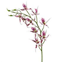 Spider-orkideat Brassia Pink-White 108cm 3kpl