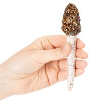 kohteita Keinotekoinen korvasienen koristevarsi ruukkuihin ja pöytään, 13 cm, 2 kpl