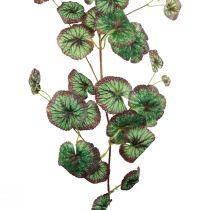 Saxifrage koriste seppele keinovihreä Saxifraga 152cm