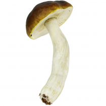 Sienen ruskea H8cm - 20cm 6kpl