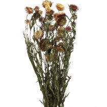 Olkikukka Keltainen, Punainen kuivattu Helichrysum kuivattu kukka 50cm 60g