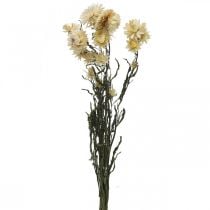 Kuiva koriste olkikukka kerma helichrysum kuivattu 50cm 30g