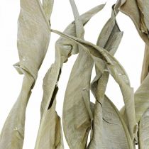 Strelitzia-lehdet kuivattuja vihreitä huurrettuja 45-80cm 10kpl