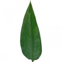 Strelitzia Papukaijan kukka Koristelehti Strelitzia Leaf Green L81cm