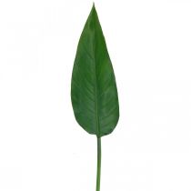 kohteita Strelitzia Papukaijan kukka Koristelehti Strelitzia Leaf Green L81cm
