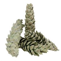 Strobus-käpyjä luonnonkoristeena 15cm - 20cm vihreä 50kpl