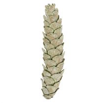 Strobus-käpyjä luonnonkoristeena 15cm - 20cm vihreä 50p