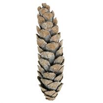 kohteita Strobus kartiot 15cm - 20cm valkoiset pesty 50 kpl