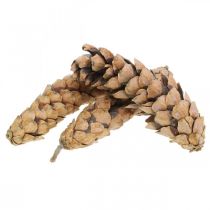 kohteita Käpyjä Valkoinen mänty Strobus Natural Mixed 2,5kg