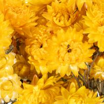 kohteita Kuivattua keltaista oljenkorren (Helichrysum) kukkakimppua, 100g
