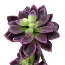 Mehikasvi tumman violetti-harmaa Ø7cm, Ø10cm K30cm
