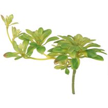 kohteita Mehevä keinokasvi haikolla Aeonium Green 30cm 4 kpl