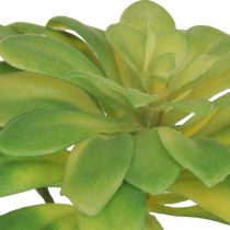 kohteita Mehevä keinokasvi haikolla Aeonium Green 30cm 4 kpl