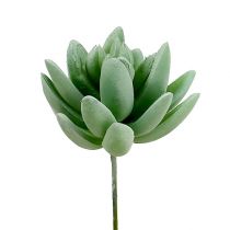 Mehevä Echeveria Ø6,5cm L11cm 6kpl