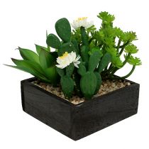 Mehikasvit puulaatikossa H14cm 1kpl