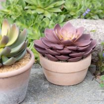 kohteita Mehikasvi ruukussa Echeveria keinopunainen Ø15cm