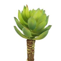 Mehevä Echeveria tekovihreä kasvi vihreä Ø5,5cm 12,5cm