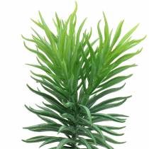 Mehevä Senecio Ragwort Green 20cm