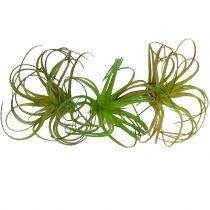 Tillandsia lajitelma 8cm 3kpl