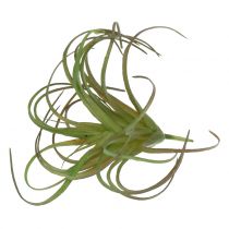 Tillandsia lajitelma 8cm 3kpl