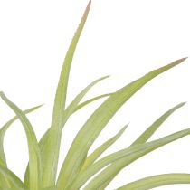 kohteita Tillandsia Green Keinotekoiset kasvit kepillä Ø17cm 3 kpl