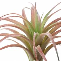 Tillandsia vihreä-punainen parveni 15cm 4kpl