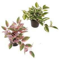 kohteita Tradescantia Keinotekoinen vihreä kasvi ruukussa K19,5cm 2kpl