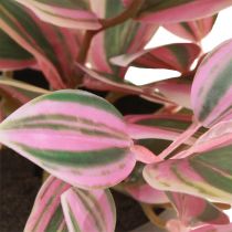 kohteita Tradescantia Keinotekoinen vihreä kasvi ruukussa K19,5cm 2kpl
