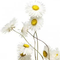 kohteita Kuivatut kukat Acroclinium Valkoiset kukkakukat kuiva kukkakauppa 60g