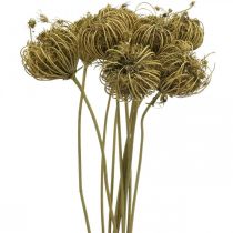 Kuivatut kukat deco fenkolinvihreä 50cm nippu 10kpl