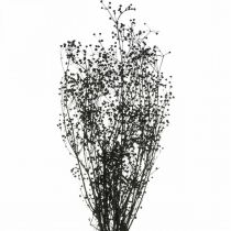 kohteita Kuivakukka Massasa Black Natural Decoration 50-55cm nippu 10 kpl