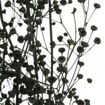 Kuivatut kukka Massasa musta luonnonkoristelu 50-55cm nippu 10kpl