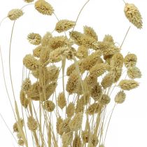 Kuivakukka Phalaris, koristeellinen ruohokimppu, kuiva floristiikka, boho-luonto, valkaistu L55cm 100g