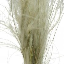 Kuivatut kukat Feather Grass Stipa Pennata Dry Grass Nature 50g