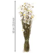 kohteita Kuivattuja akrokliniumkukkia, valkoiset kukat, kuivattu kukka-asetelma, 60 cm, 80 g