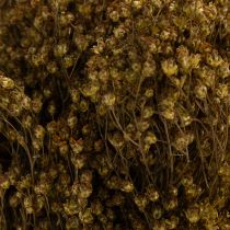 kohteita Kuivatut kukat Broom Bloom Olive Green 160g 48cm