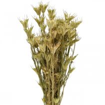 Kuivatut kukat musta kumina koristelu luonto Nigella 50cm 75g