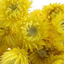 Kuivatut kukat Lippalakkikukat Keltaiset Olkikukat H42cm