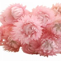 kohteita Kuivatut kukat Lippiskukat Vaaleanpunaiset Olkikukat H42cm