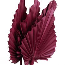 Kuivatut kukat koriste, palmu keihäs kuivattu viininpunainen 37cm 4kpl
