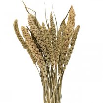 Kuivatut kukat hirssijyvä deco kuiva floristiikka 65cm 100g