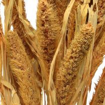 Kuivatut kukat, Setaria Pumila, Harjakset Millet Orange 72cm 225g