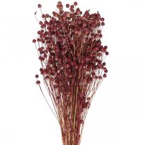 kohteita Kuiva ruoho Kuivattu pellava Vanha Pinkki H50-55cm 80g