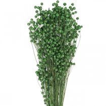 kohteita Kuivattu ruoho Kuivattu pellavanvihreä H50-55cm 80g