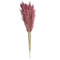 kohteita Kuivattua ruokoheinää, kuivattua koristeheinää, antiikkiruusu, 75 cm, 10 kpl