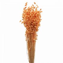 Kuiva kimppu tärisevää ruohoa Aprikoosi Briza koristeruohoa 55cm 50g